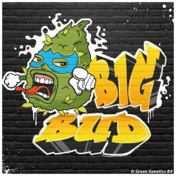 Big Bud Feminisée