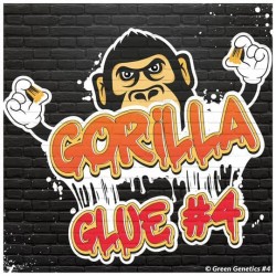 Gorilla Glue 4 Feminisée