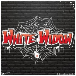 White Widow Auto